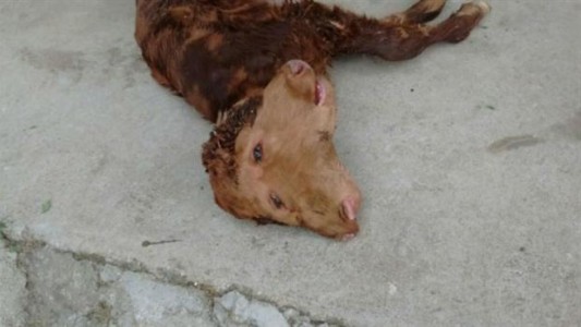 Nació un ternero con dos cabezas en Córdoba