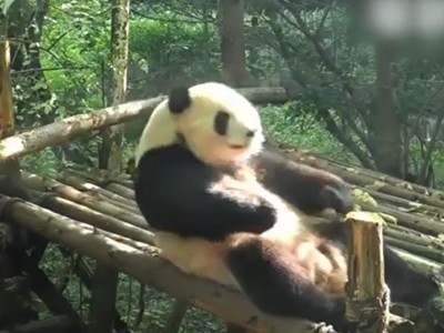 #EsViral El oso panda que hace abdominales