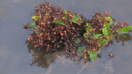 La hormiga argentina amenaza los ecosistemas en el sur de Europa