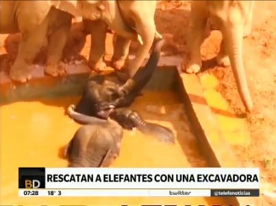 China: tres elefantes atrapados en una pileta