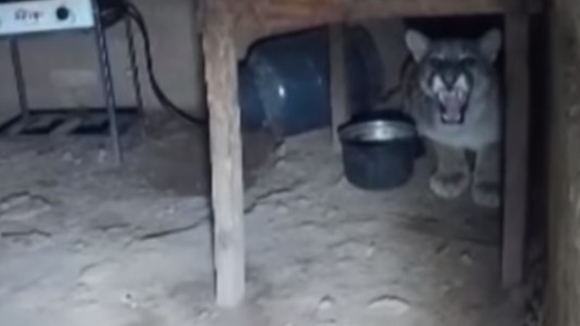 Video: encontraron un puma debajo de la mesa de su cocina