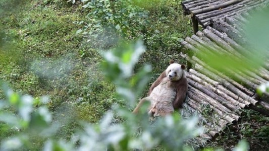 La triste historia del único panda marrón del mundo