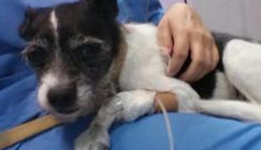 España: una mujer intentó matar a su perro con antidepresivos