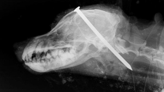 Hallaron un perro enterrado vivo con un clavo en la cabeza