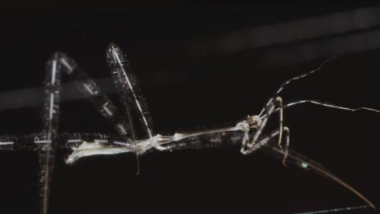 Así es el "bicho asesino jirafa"