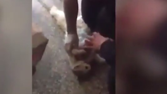 Video: Miracle, el gato que fue reanimado tras quedar atrapado en una puerta giratoria