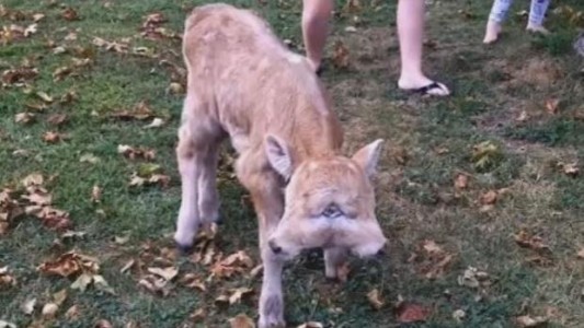 Récord: un ternero con dos caras superó los 40 días de vida