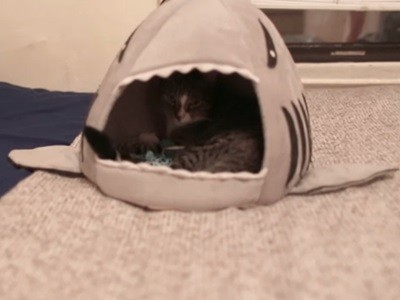 #EsViral La reacción de un gato ante su juguete favorito tamaño grande