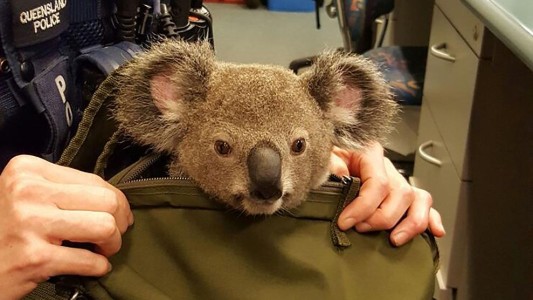 Fotos: detuvieron a una mujer que transportaba un koala en su cartera