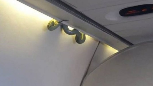 Infartante: Una serpiente se cae sobre los pasajeros en pleno vuelo