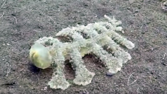 Video: captaron una criatura de 13 patas y cabeza transparente en el fondo del mar
