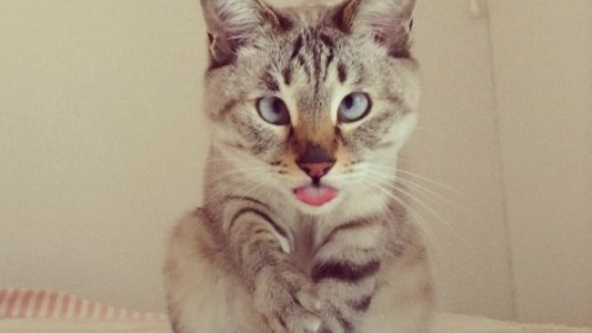 #EsViral Imposible no mirar las fotos de este gatito bizco, furor de las redes sociales