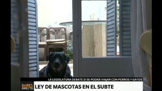 Se debate la iniciativa para que las mascotas puedan viajar en subte