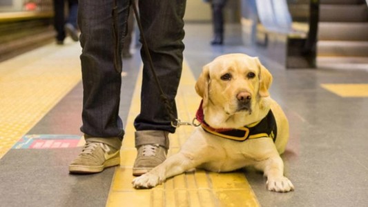 La Legislatura aprobó los viajes en subte con mascotas