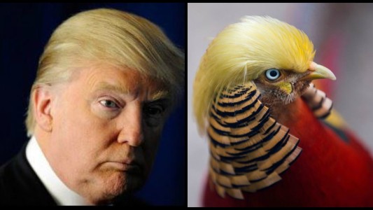 El extraño parecido entre un faisán chino y Donald Trump