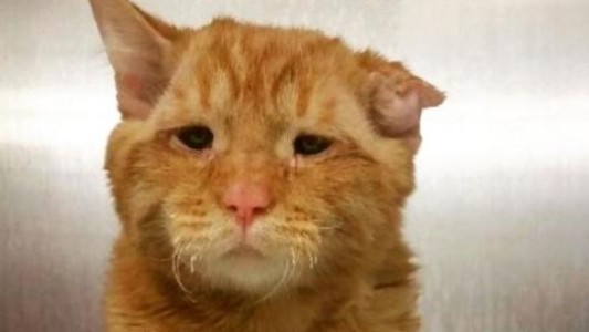 La historia del gato "más triste del mundo" y su final feliz