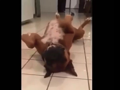 #EsViral El Desafío Maniquí llegó a los perros