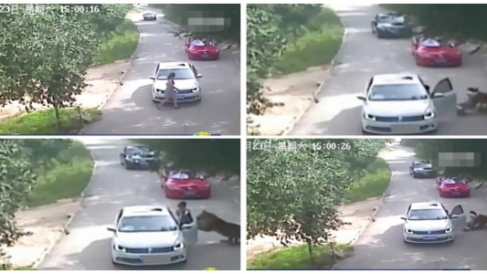 Demanda a un safari de Pekín en el que murió su madre atacada por tigres