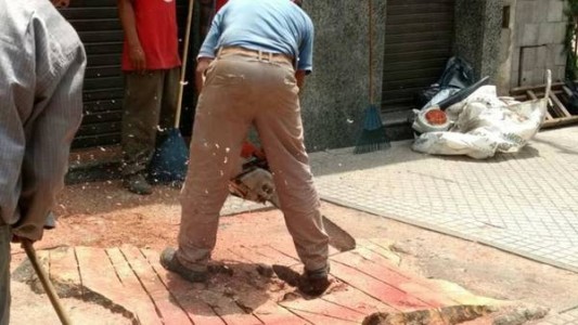 Taló un árbol centenario y ahora la municipalidad quiere que plante 800