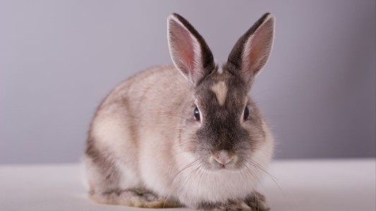 Un padre cocinó el conejo de sus hijos y se los sirvió en la cena