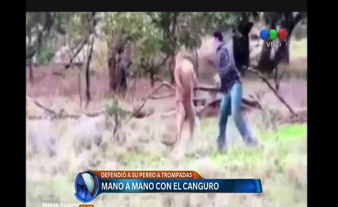 Video: un hombre "peleó" con un canguro para salvar a su perro