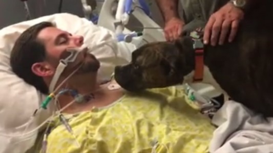 Emotivo video de un perra que se despide de su dueño en coma