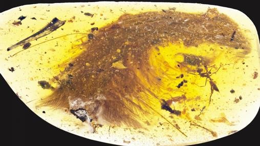Hallaron una cola de dinosaurio con plumas en buen estado
