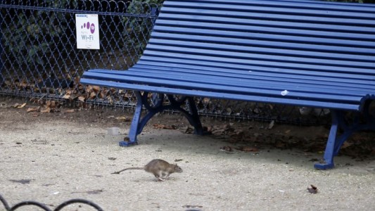 Fotos: así lucha París contra una invasión de ratas