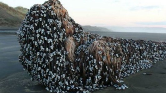 Halló un "monstruo" en la playa y compartió la foto para averiguar su procedencia