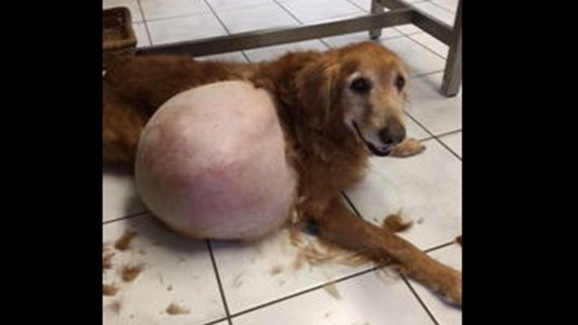 Abandonó a su perro con un tumor de 19 kilos y la imputaron por crueldad animal