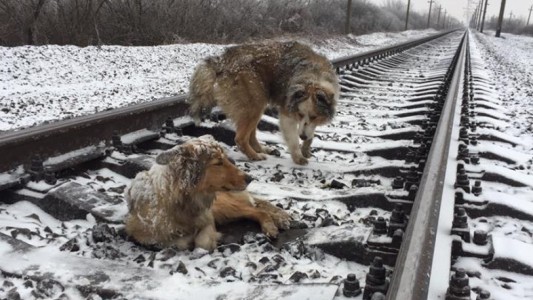 El perro que arriesgó su vida para salvar la vida de su compañera al paso del tren