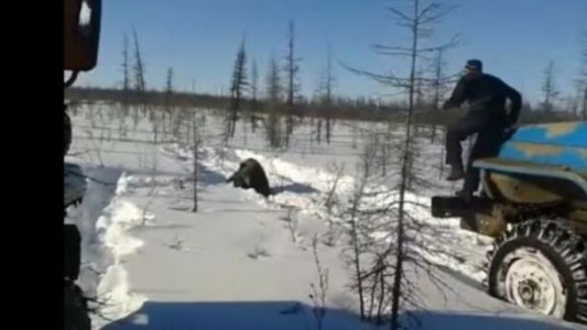 Causa indignación el video del oso que es atropellado intencionalmente