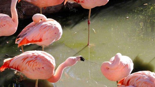 Escándalo en Córdoba: le fracturaron las alas a los flamencos para evitar que se fuguen del zoo