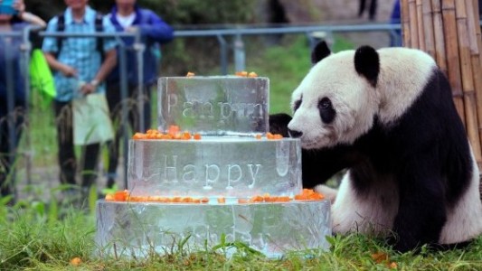 Murió Pan Pan, el oso panda más anciano del mundo