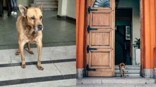 La emotiva despedida a Raúl, el perro que vivía en la Casa de Gobierno de La Rioja