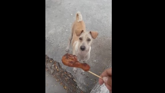 #EsViral Le da un pedazo de pollo a un perro callejero y se conmueve al ver qué hace con la comida