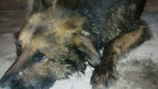 Su perro la salvó en un asalto, fue herido y la dueña lo dejó morir