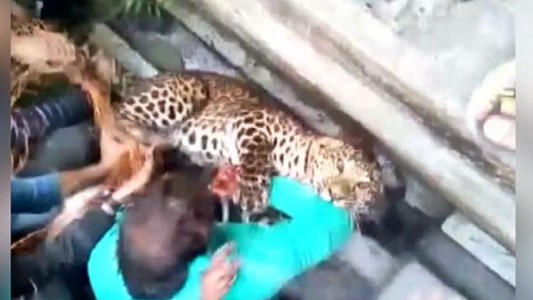 Dramático: el video del momento en que un leopardo se escapa y lastima a un hombre