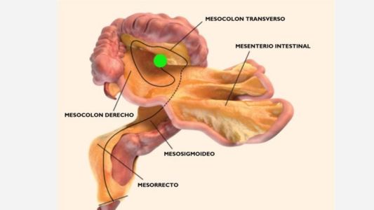 Los científicos identificaron un nuevo órgano del cuerpo humano: el mesenterio