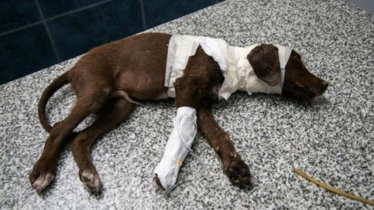La historia de "Chocolate, el perro que despellejado y abandonado en Córdoba