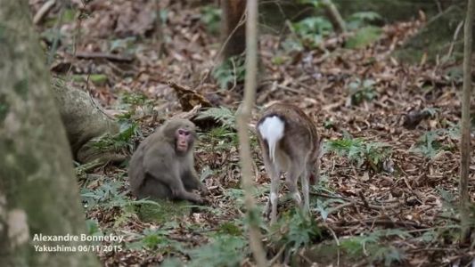 Video: la historia de un mono que quería tener sexo con un ciervo