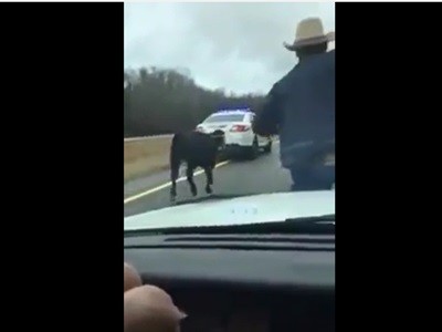 #EsViral Un cowboy siglo XXI con su lazo desde el capot de un auto