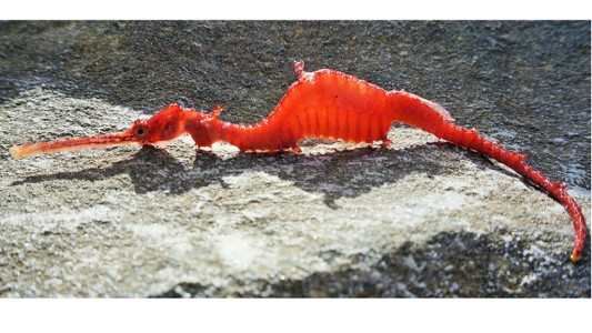 Video: captaron por primera vez un dragón marino rojo