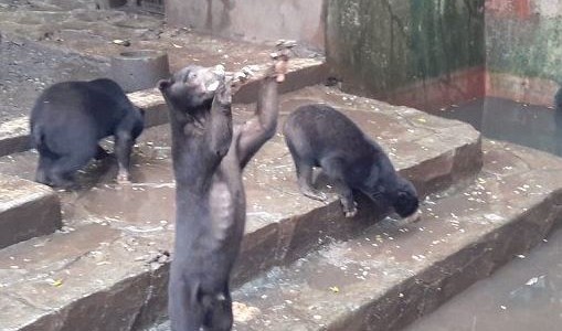 Video: Osos esqueléticos ruegan por comida en un zoo de Indonesia