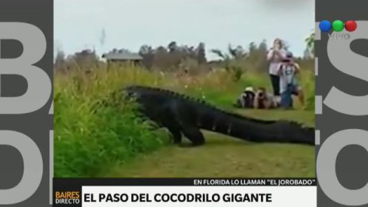 Te presentamos a "Godzilla" un enorme cocodrilo que se pasea muy tranquilo en un parque de Florida