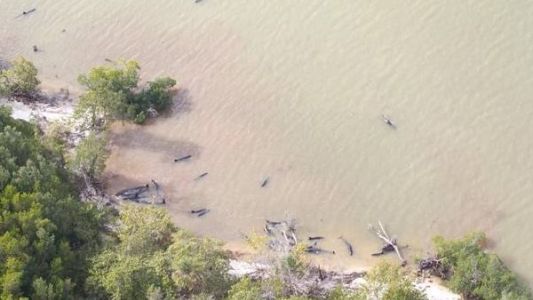 Murieron 81 ballenas que vararon en Florida