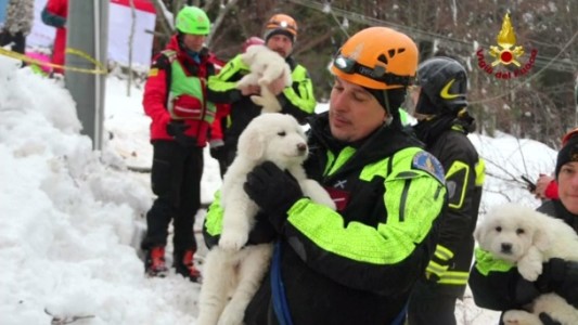 Rescatan con vida a tres perritos que estaban atrapados en el hotel sepultado por el alud en Italia