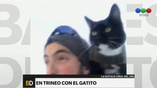 #EsViral El gato que pasea en trineo con su dueño