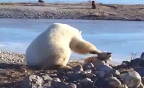 #EsViral El tierno oso polar que acaricia a un perro
