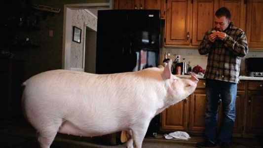 Adoptaron como mascota a un “mini cerdo”, creció y ahora pesa más de 300 kilos
